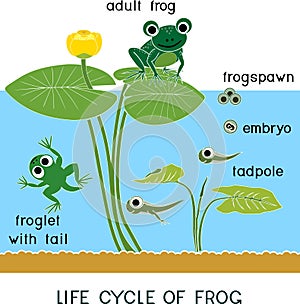 Frog life cycle. Sequence of stages of development of frog from frogspawn to adult animal